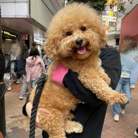 豬仔 (親善大使)